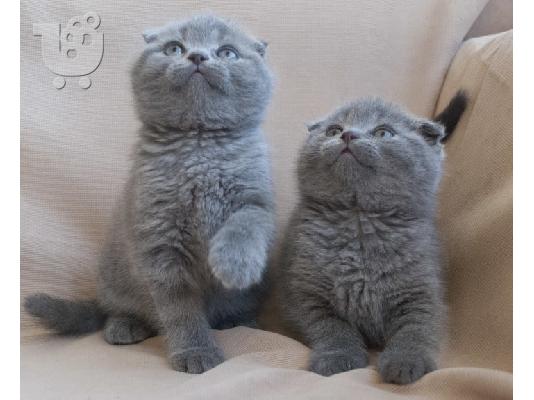 PoulaTo: Εκπληκτική Scottish Fold Tica Kitten Ready